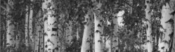 silver birch hopesgrovenurseries